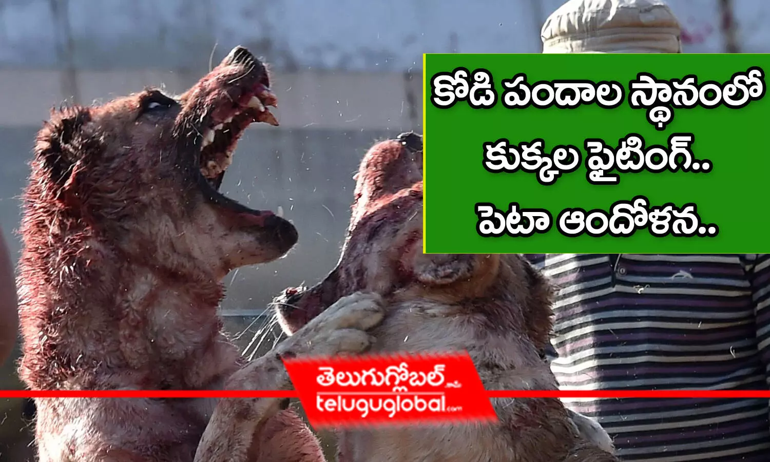 కోడి పందాల స్థానంలో కుక్కల ఫైటింగ్.. పెటా ఆందోళన