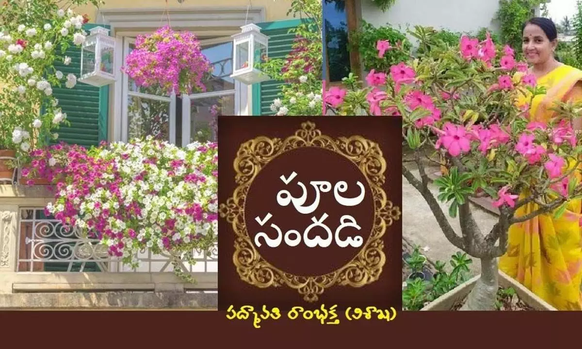 పూలసందడి (కవిత)