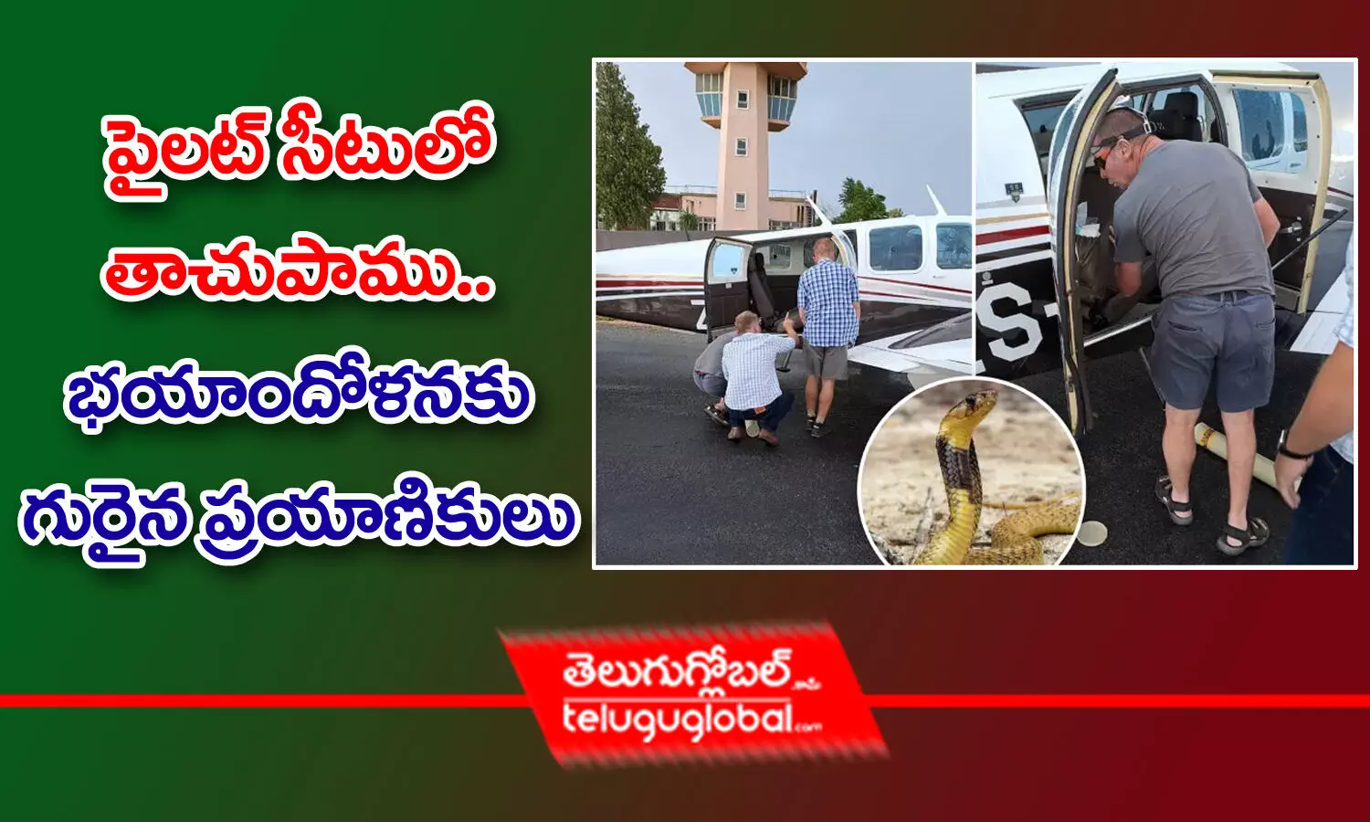 పైల‌ట్ సీటులో తాచుపాము.. - భ‌యాందోళ‌న‌కు గురైన ప్ర‌యాణికులు