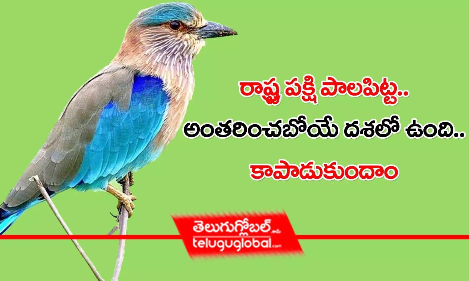 రాష్ట్ర ప‌క్షి పాల‌పిట్ట‌.. అంత‌రించ‌బోయే ద‌శ‌లో ఉంది.. కాపాడుకుందాం