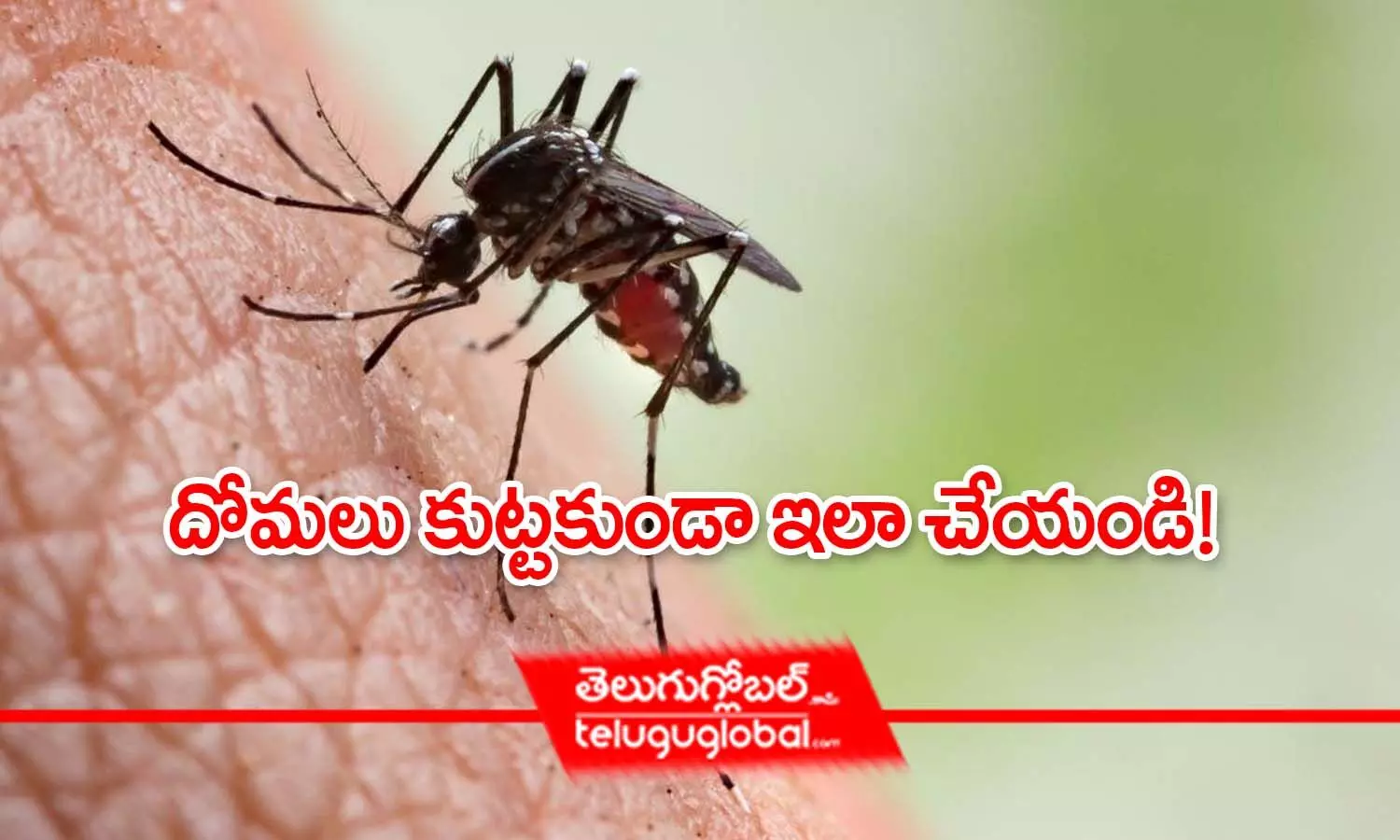 దోమలు కుట్టకుండా ఇలా చేయండి!