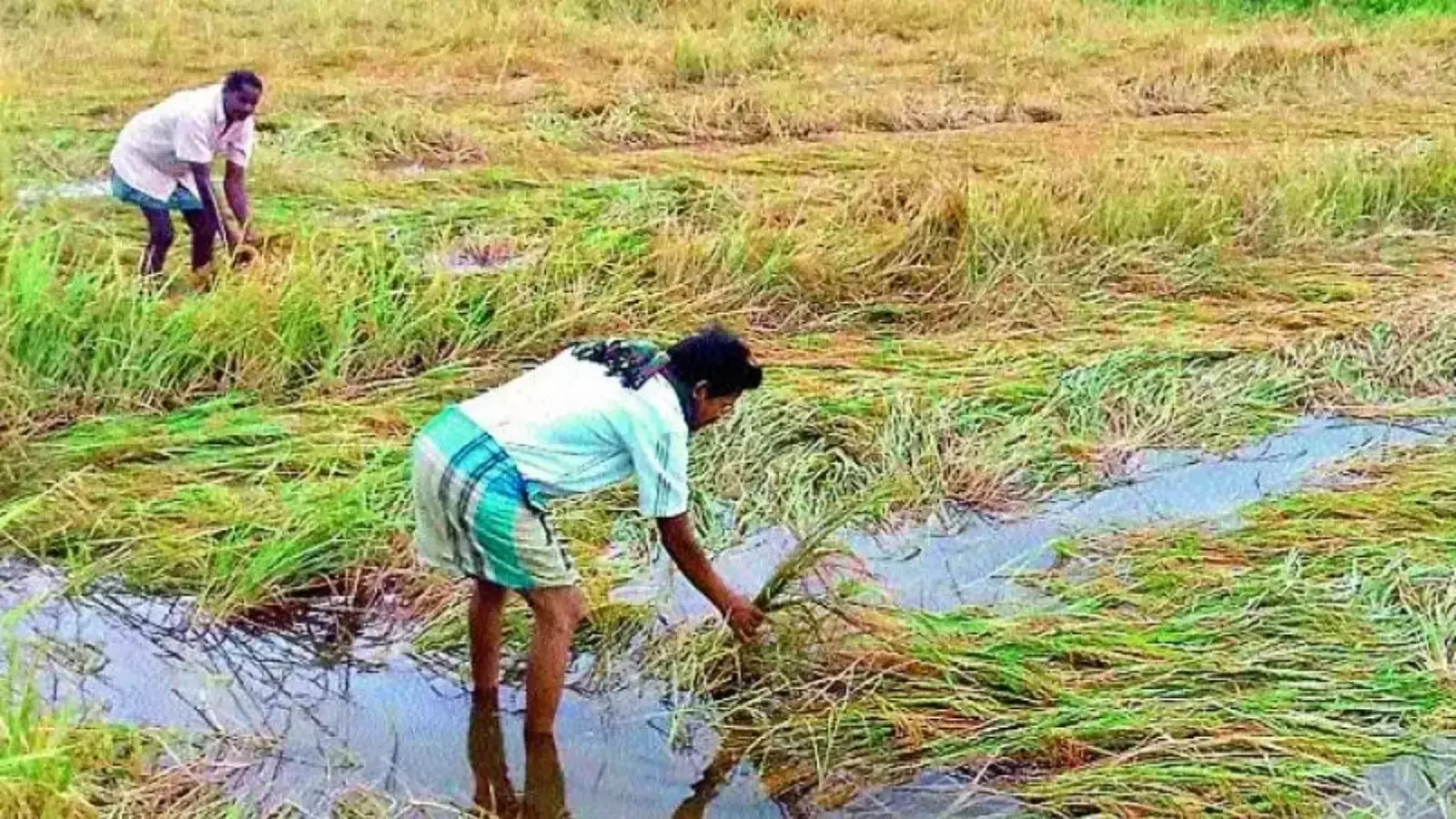 పంట నష్టానికి పరిహారం నిధులు విడుదల చేసిన తెలంగాణ సర్కార్