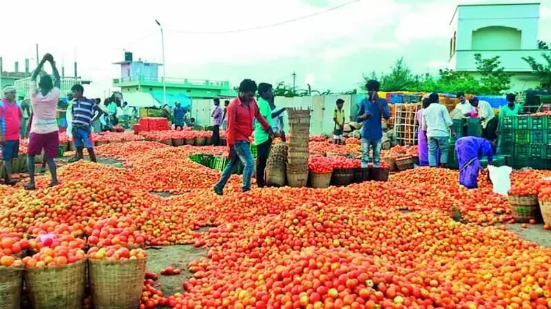 రూ.20లకే కేజీ టమోట.. ఎక్కడో తెలుసా?