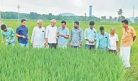 150 మందికి పైగా ఏఈవోలపై సస్పెన్షన్ వేటు!