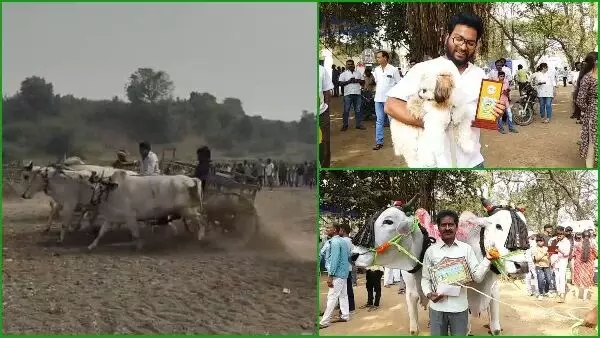 పశువుల అందాల పోటీలు.. ఎడ్ల పందాలు