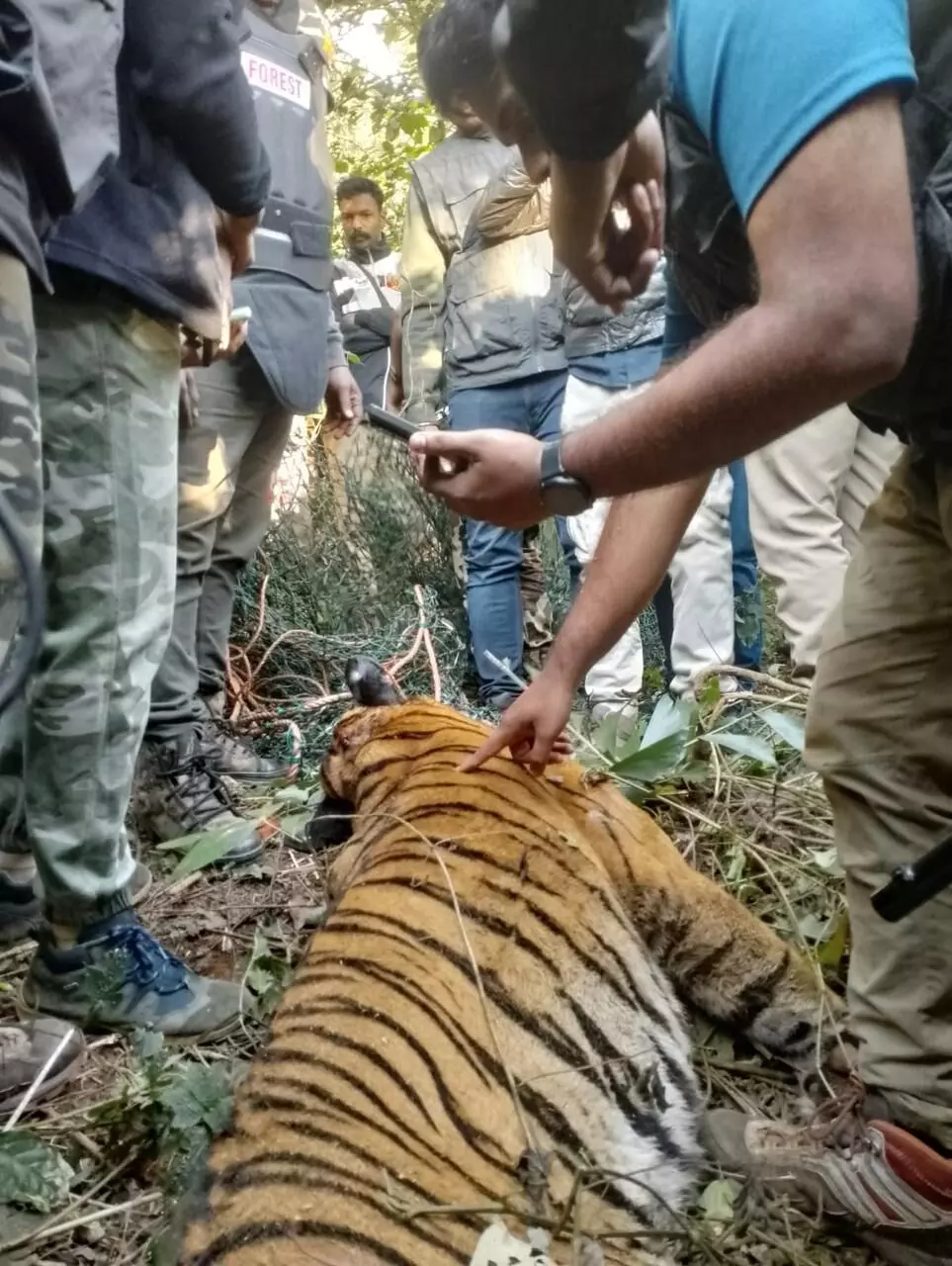 ఆ మ్యాన్‌ ఈటర్‌ చనిపోయింది!