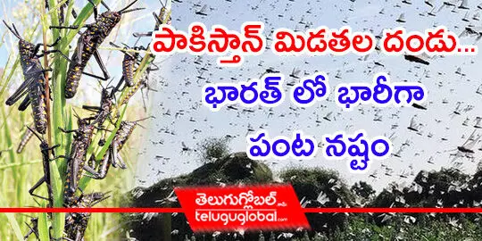 పాకిస్తాన్ మిడతల దండు... భారత్ లో భారీగా పంట నష్టం