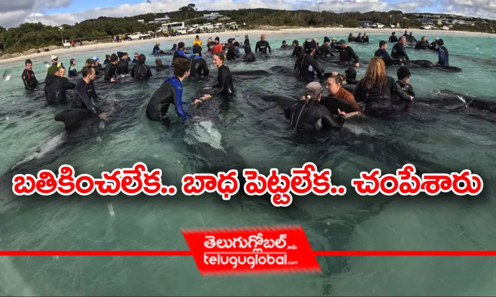 Pilot whales : బతికించలేక.. బాధ పెట్టలేక.. చంపేశారు..