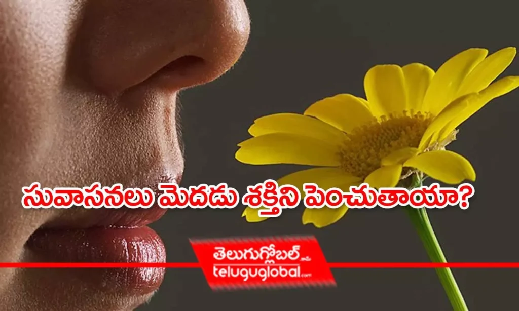 సువాసనలు మెదడు శక్తిని పెంచుతాయా?