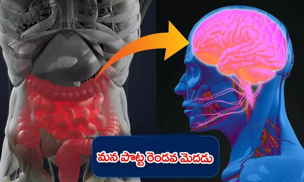 భయంవేస్తే పొట్టలో గడబిడ ... మన పొట్ట రెండవ మెదడు